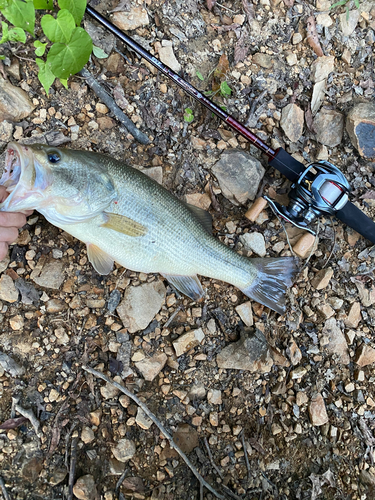 ブラックバスの釣果