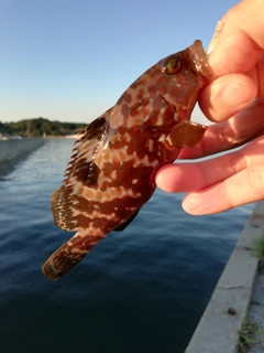 キジハタの釣果