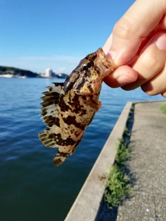 タケノコメバルの釣果