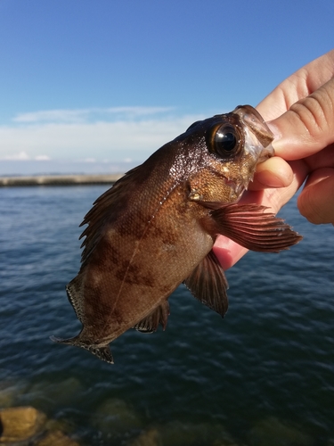 メバルの釣果