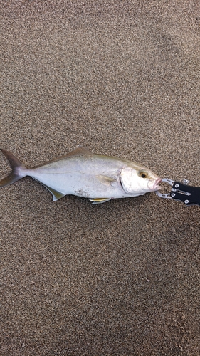 ショゴの釣果