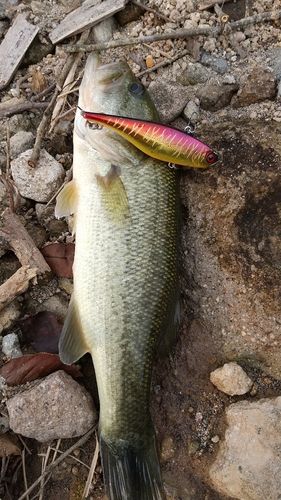 ブラックバスの釣果