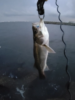 フッコ（マルスズキ）の釣果