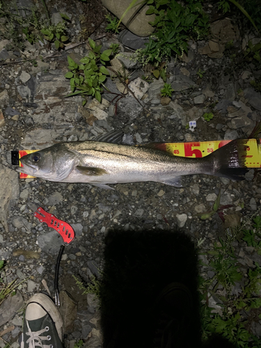 スズキの釣果