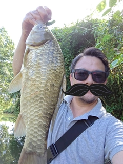 マブナの釣果