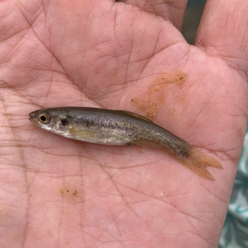 アブラハヤの釣果