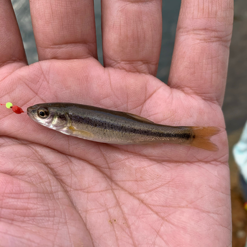 アブラハヤの釣果