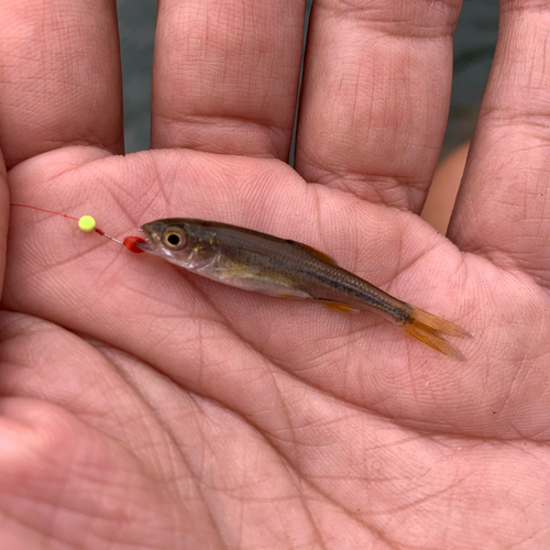 アブラハヤの釣果