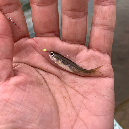 アブラハヤの釣果