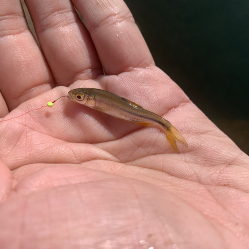 アブラハヤの釣果