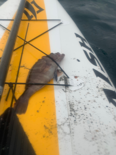 マハタの釣果