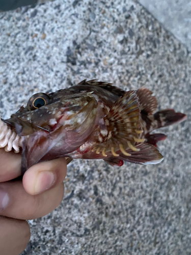 カサゴの釣果