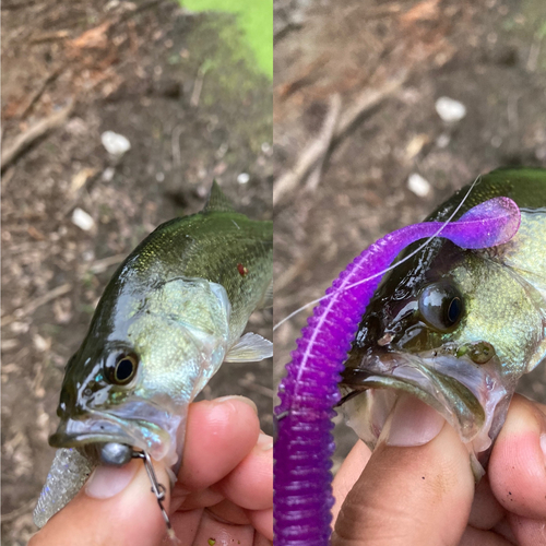 ラージマウスバスの釣果