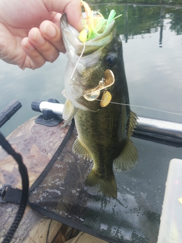 ラージマウスバスの釣果