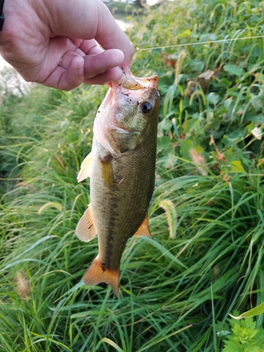 ラージマウスバスの釣果