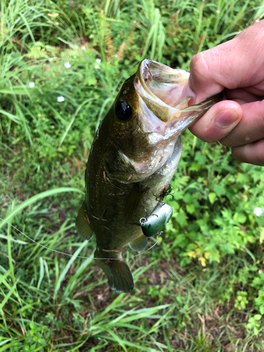 ラージマウスバスの釣果