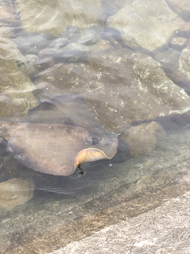 アカエイの釣果