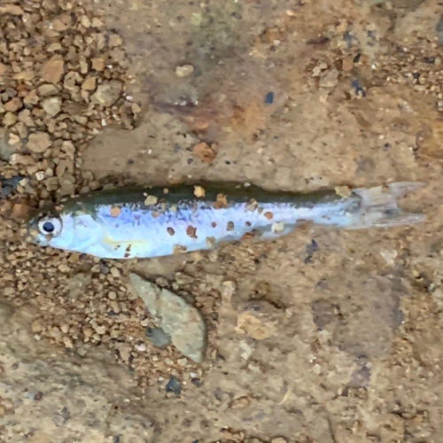 カワムツの釣果