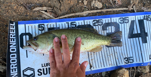 ブラックバスの釣果