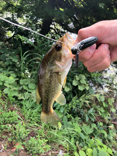 ラージマウスバスの釣果