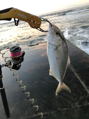 ショゴの釣果