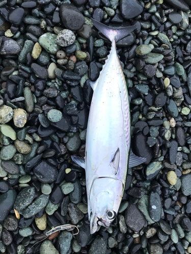 ソウダガツオの釣果