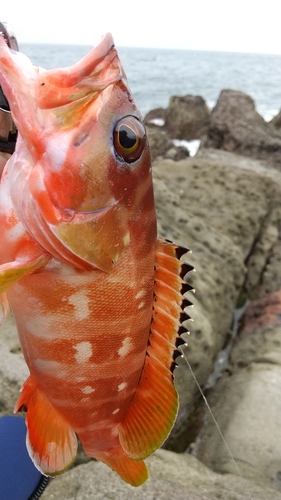 アカハタの釣果