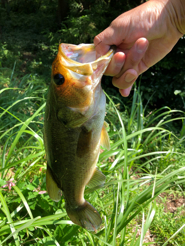 ラージマウスバスの釣果