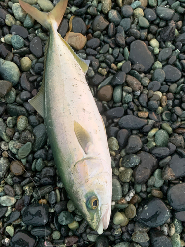 ワカシの釣果