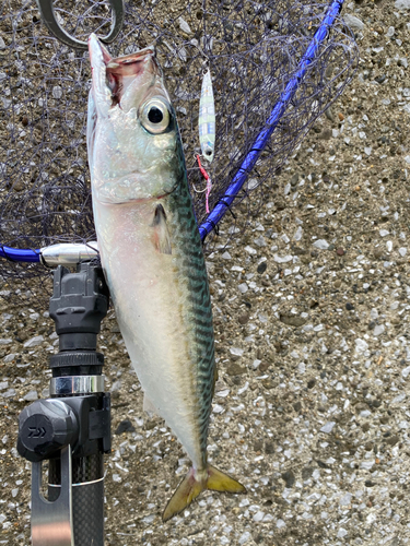 サバの釣果