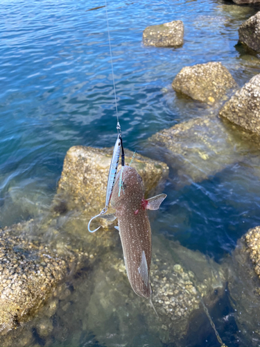 エソの釣果