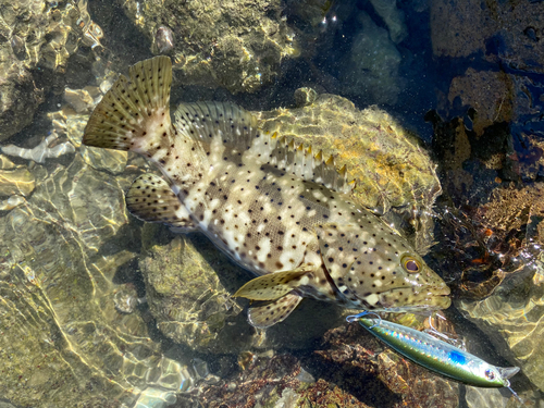 ハタの釣果