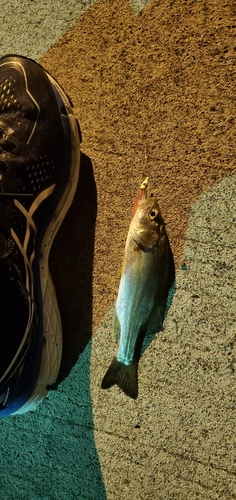 セッパ（マルスズキ）の釣果