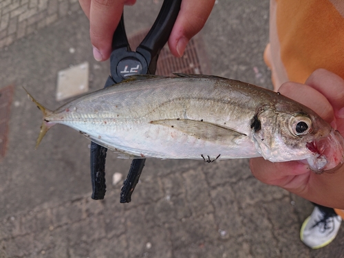 釣果