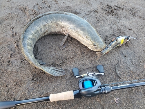 ライギョの釣果