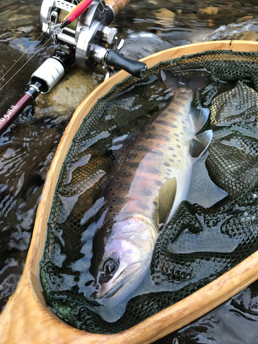 ヤマメの釣果