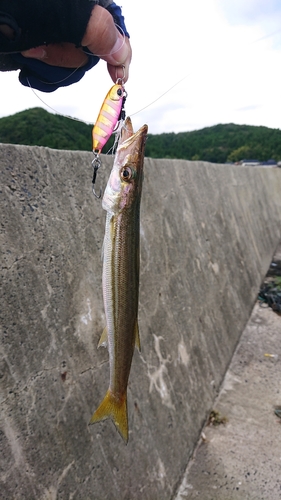 カマスの釣果