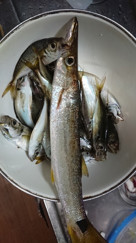 カマスの釣果