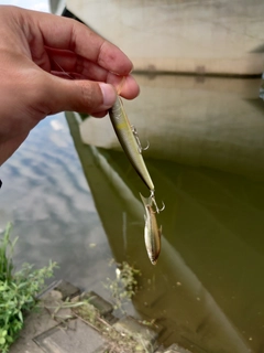 カワムツの釣果