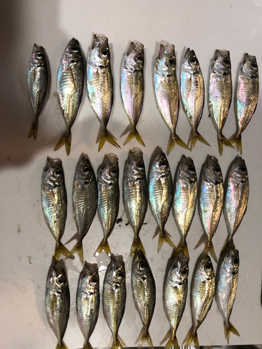 アジの釣果