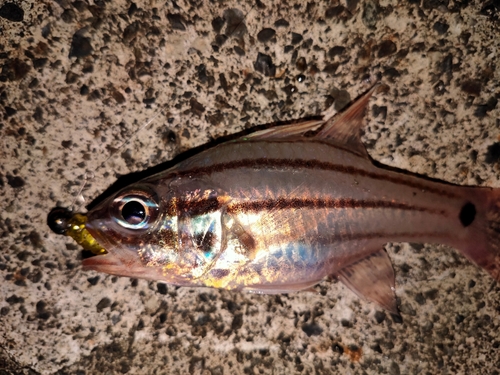 オオスジイシモチの釣果