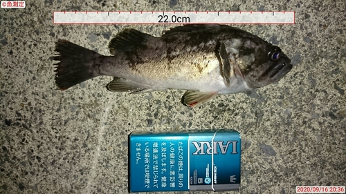 クロソイの釣果