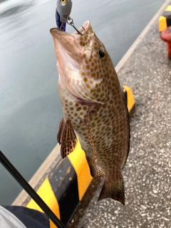 オオモンハタの釣果