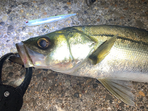 シーバスの釣果