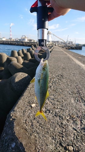 ツバスの釣果