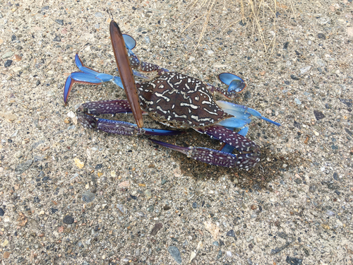 タイワンガザミの釣果