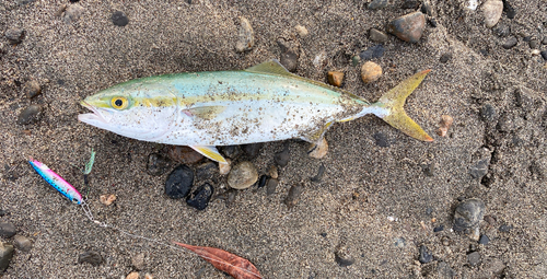 ワカナゴの釣果