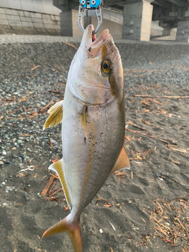 ショゴの釣果