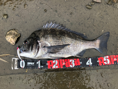 クロダイの釣果