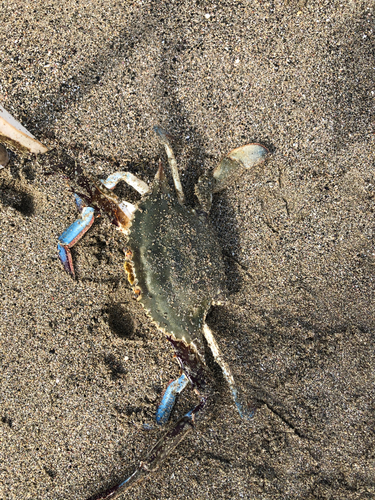 カニの釣果